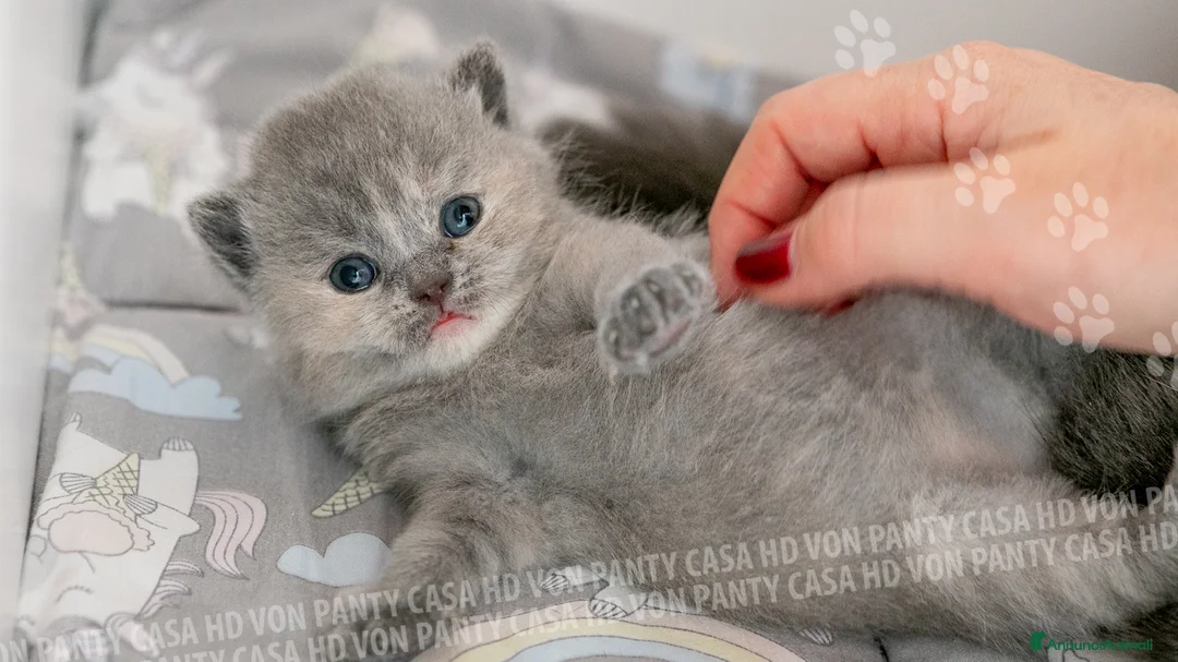 Immagine della galleria {{count}}