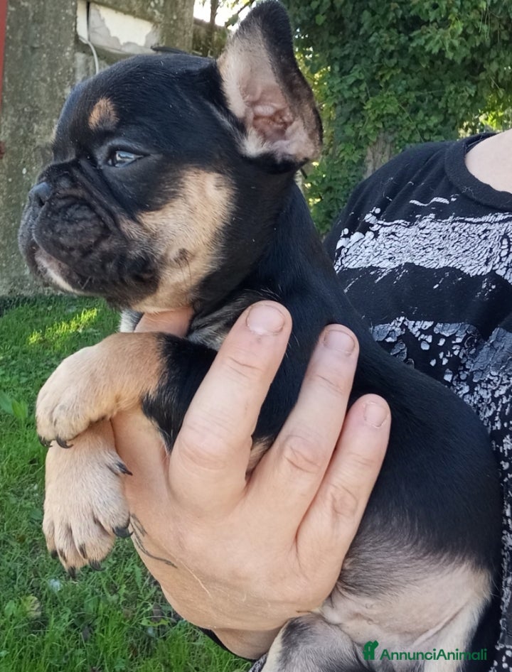 Bulldog Francese cani Bouledogue français bulldog francese  - Annuncio 2