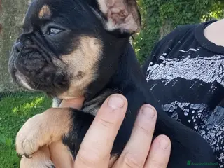 Bulldog Francese cani Bouledogue français bulldog francese - Annuncio 2