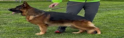 Pastore Tedesco cani in vendita: Super cuccioli alta genealogia - Annuncio 8