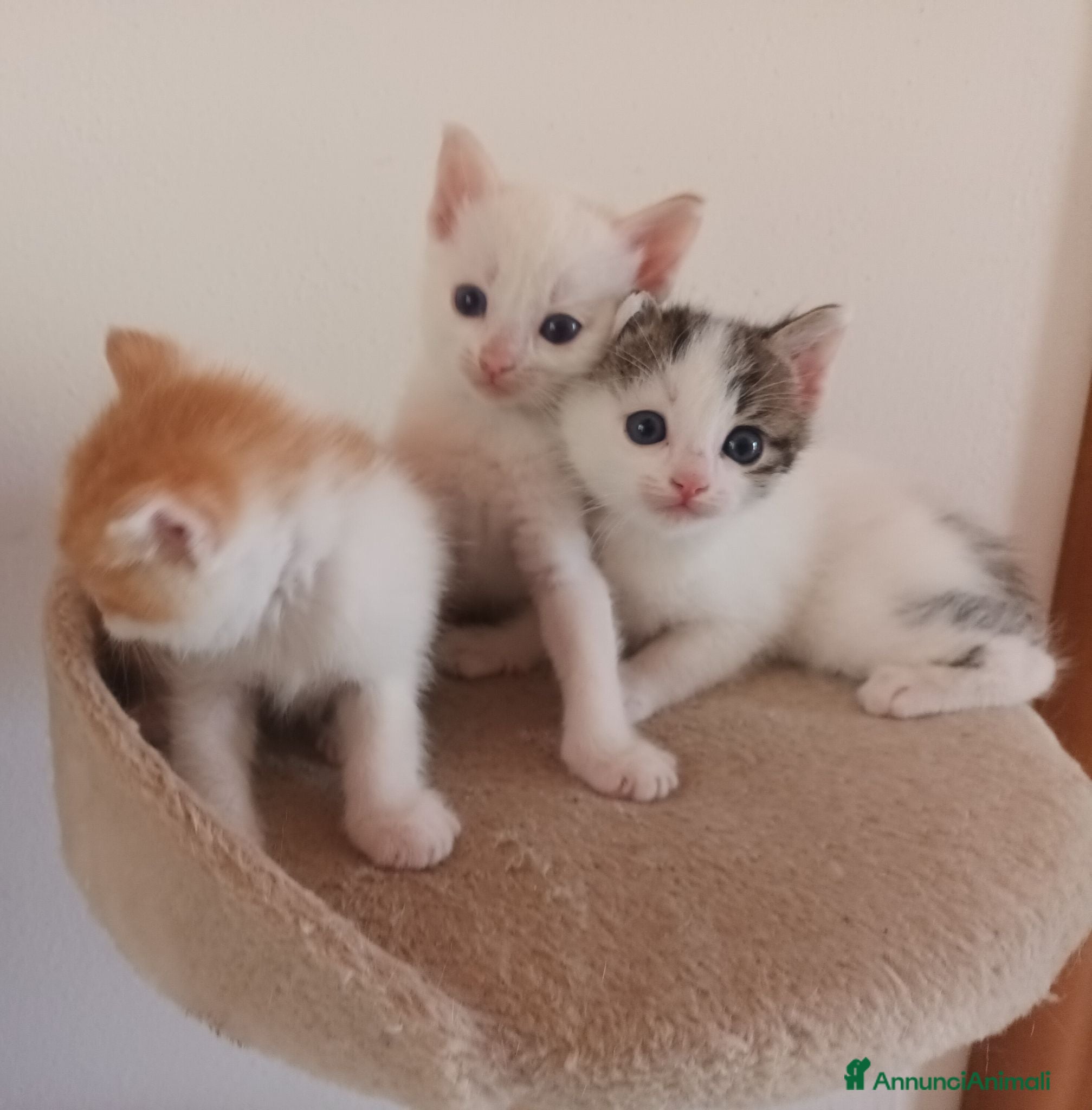 Meticcio gatti Gattini dolcissimi e affettuosi  - Annuncio 2
