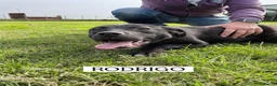 Meticcio cani in regalo: Rodrigo, il cucciolo super figo - Annuncio 10