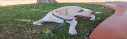 Labrador cani per accoppiamento: Labrador maschio per accoppiamento - Annuncio 8