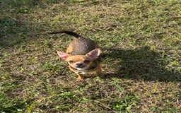 Chihuahua cani in vendita: Chihuahua femmina pedigree pelo corto fawn - Immagine 7