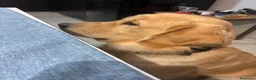 Golden Retriever cani per accoppiamento: Ares golden Retriever, un anno e cinque  a Provincia di Asti - Annuncio 2