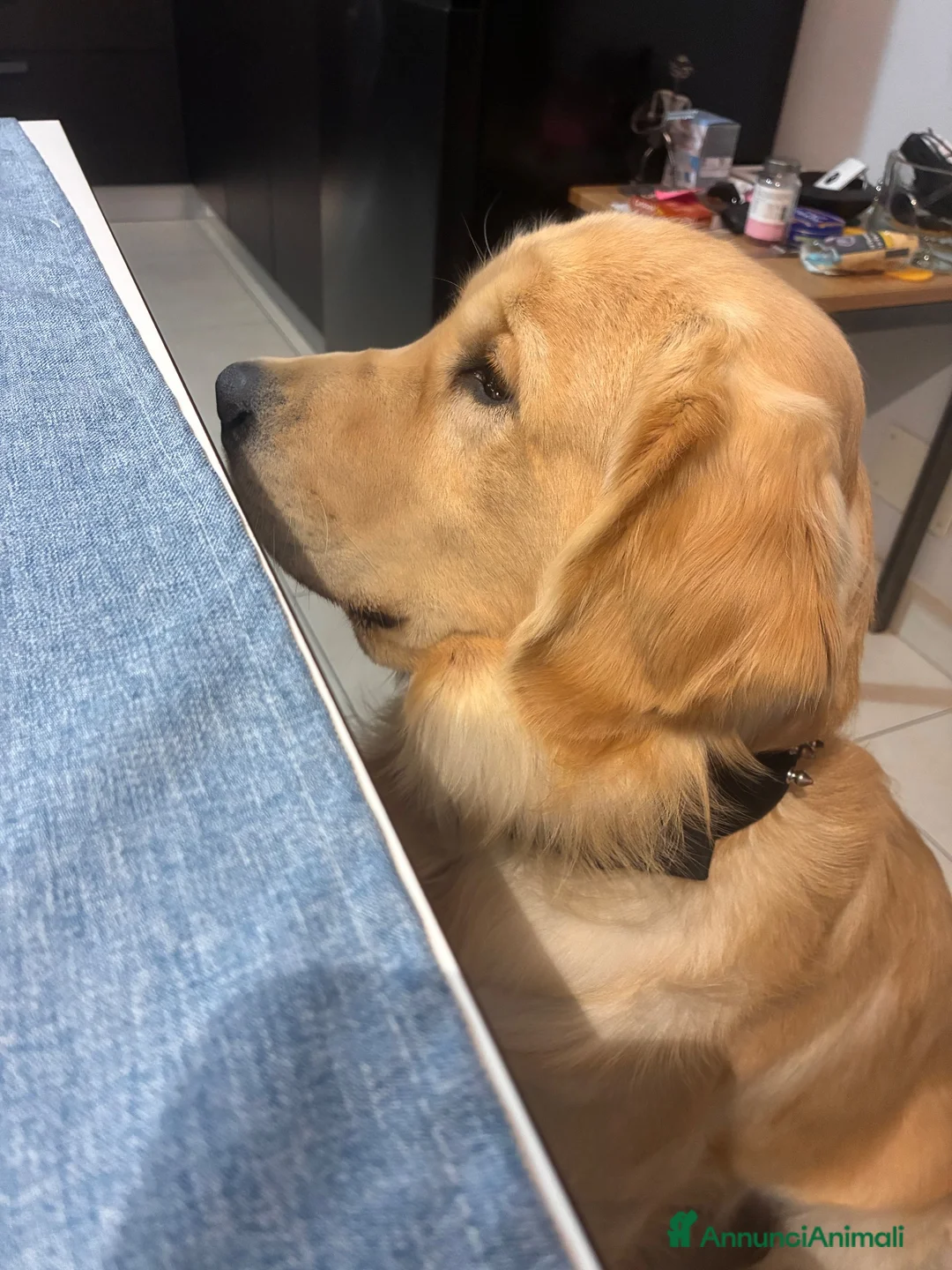 Golden Retriever cani per accoppiamento: Ares golden Retriever, un anno e cinque  a Provincia di Asti - Annuncio 2