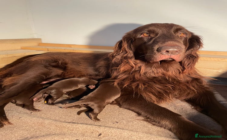 Flat Coated cani a Provincia di Belluno - Annuncio 1