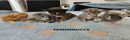 Maine Coon gatti in vendita: Cuccioli Maine Coon con pedigree - Annuncio 6