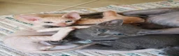 Sphynx gatti in vendita: Splendide cucciole genitori sphynx  - Annuncio 4