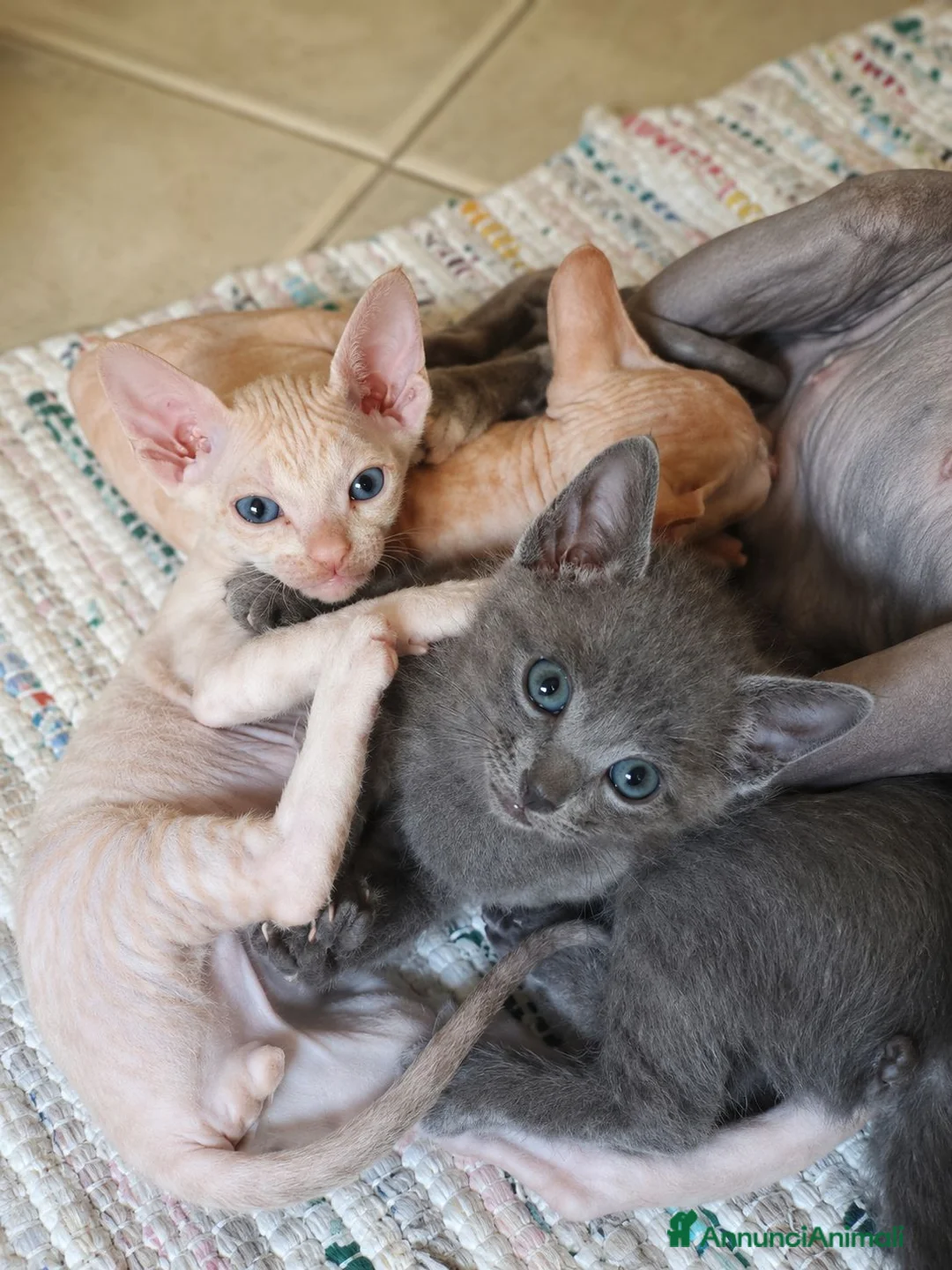 Sphynx gatti in vendita: Splendide cucciole genitori sphynx  - Annuncio 4