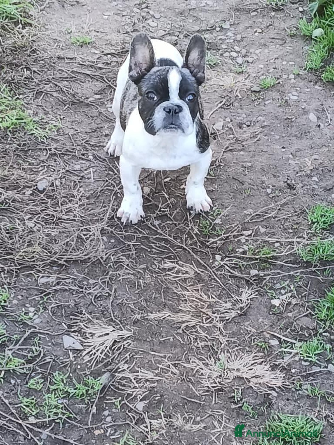 Bulldog Francese cani in vendita: Bulldog francese  - Annuncio 1