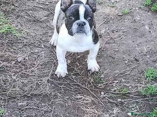 Bulldog Francese cani Bulldog francese - Annuncio 15