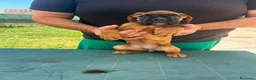 Boxer cani in vendita: Cuccioli di boxer - Annuncio 16