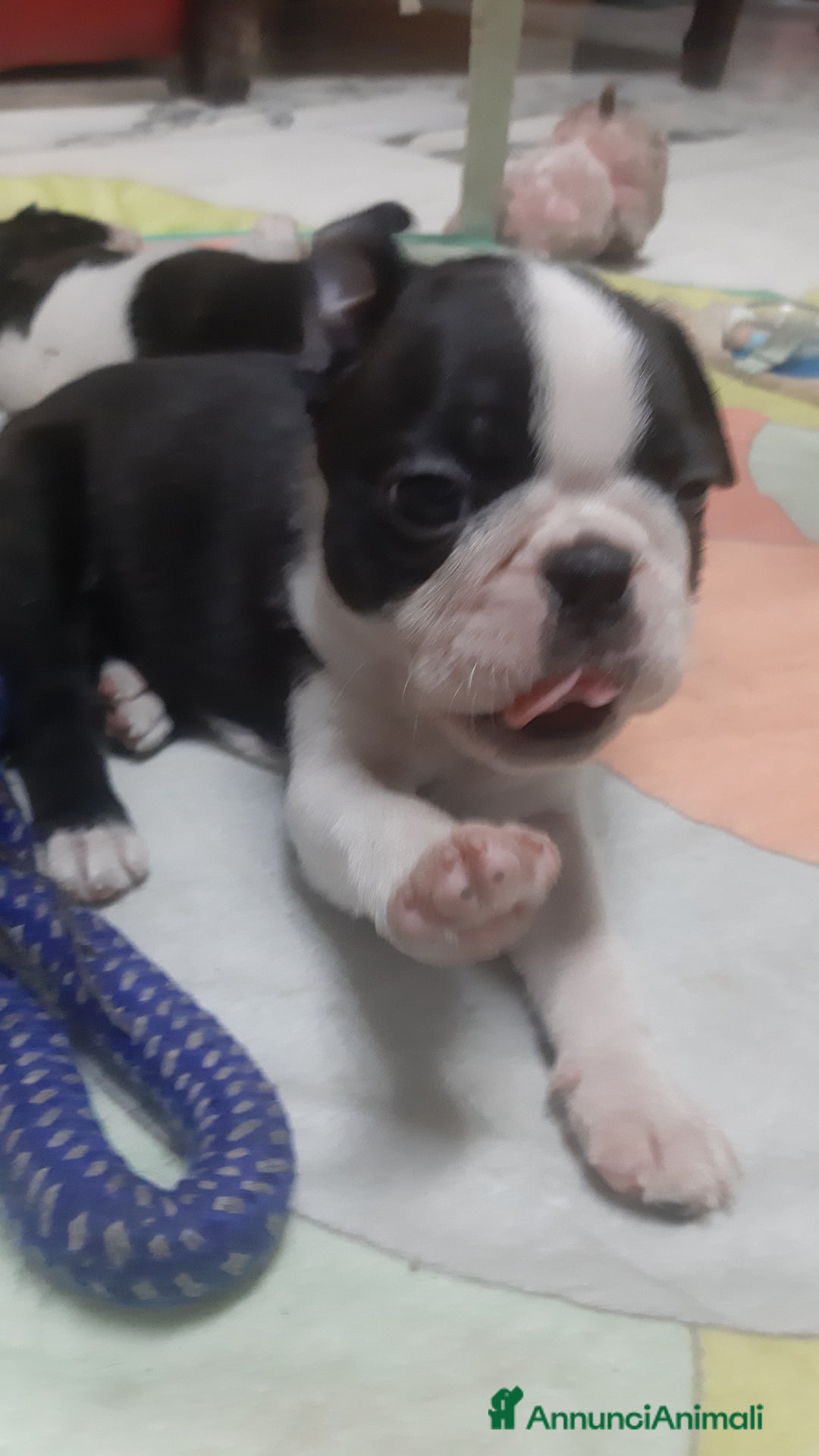 Boston Terrier cani in vendita: Boston terrier con pedigree  a Metropolitan City of Milan - Immagine 6