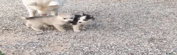 Husky cani in vendita: Cuccioli di siberian husky  - Annuncio 2