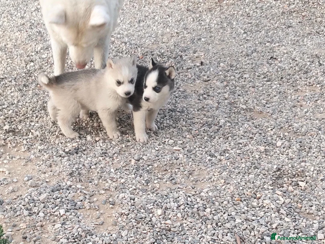 Husky cani in vendita: Cuccioli di siberian husky  - Annuncio 2