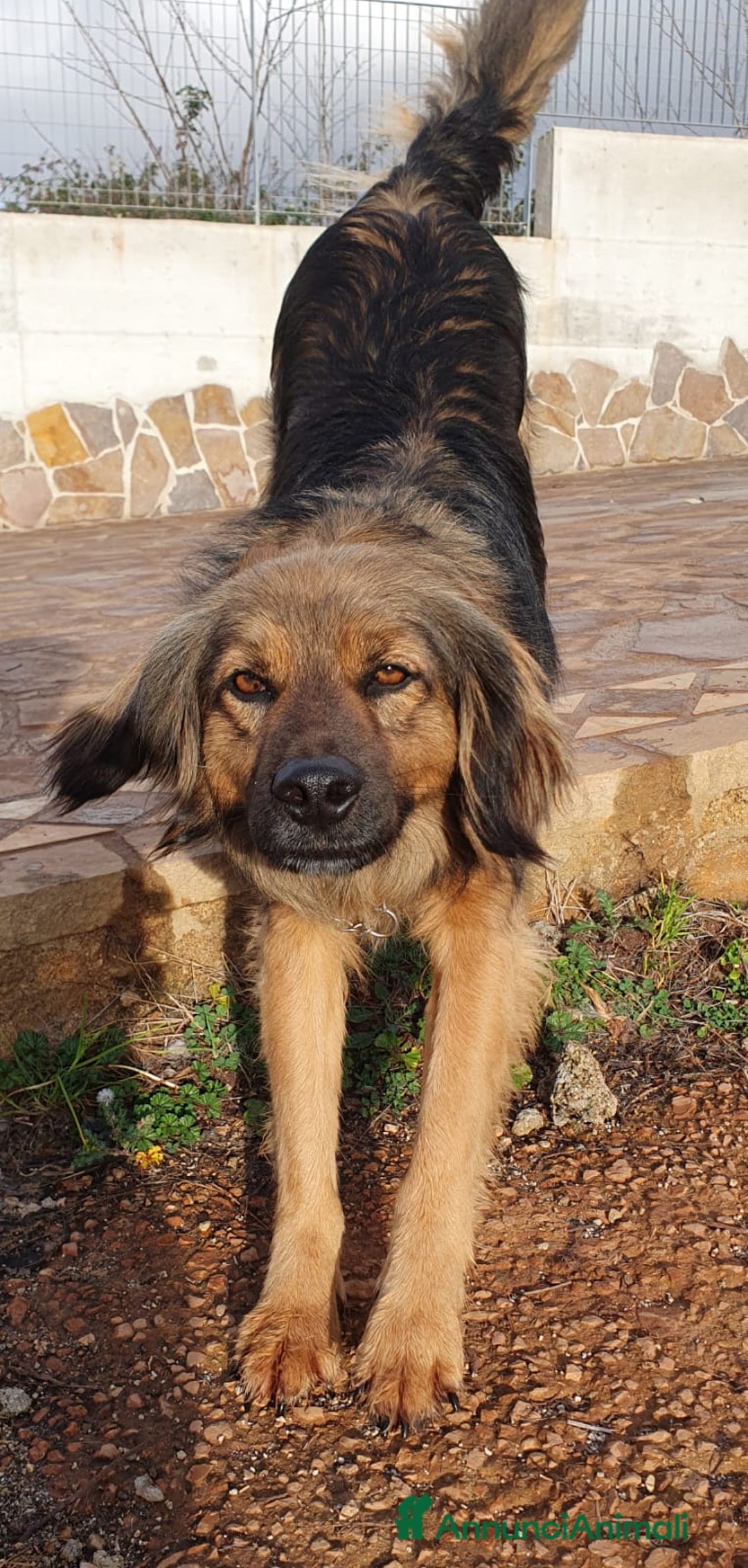 Meticcio cani in regalo: Cesare,un futuro da riscrivere col cuore a Pomezia - Annuncio 5