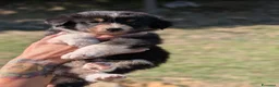 Australian Shepherd cani in vendita: Cuccioli pastore australiano - Annuncio 9