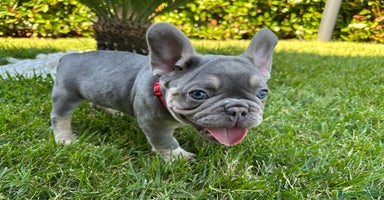Bulldog Francese cani - Annuncio 10