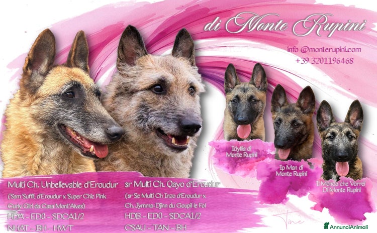 Pastore Belga cani a Città Metropolitana di Firenze - Annuncio 1