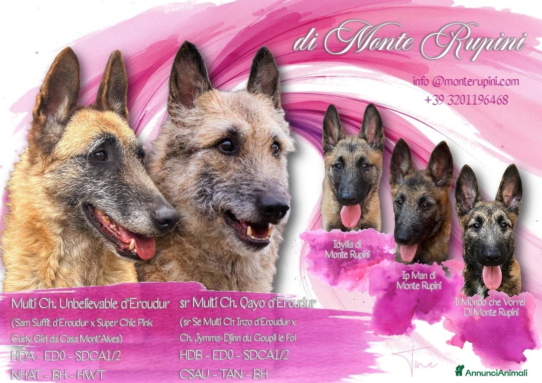 Pastore Belga cani in vendita: Cuccioli Pastore Belga Laekenois  a Città Metropolitana di Firenze - Immagine 1