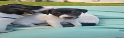 Jack Russell cani in vendita: Cuccioli di jack russel  a Provincia di Lecce - Annuncio 8
