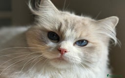 Ragdoll gatti in vendita: Cucciole Ragdoll Blue Bicolor  a Città metropolitana di Milano - Immagine 7