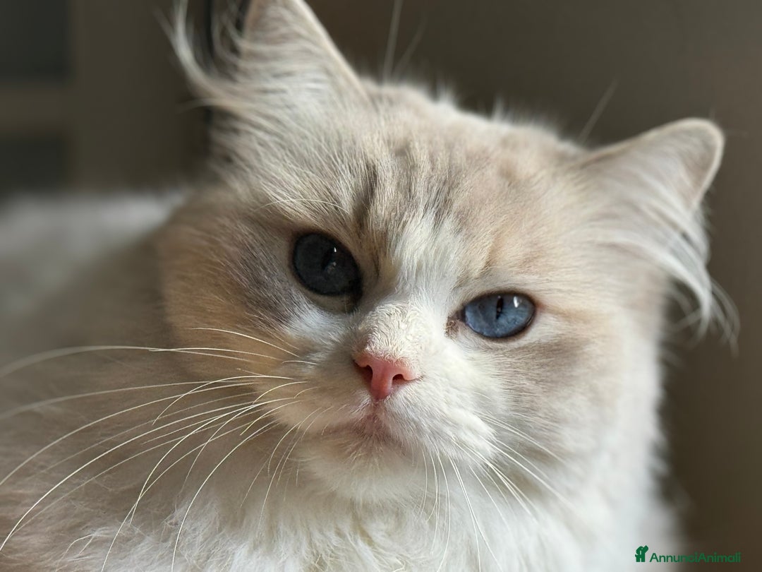 Ragdoll gatti in vendita: Cucciole Ragdoll Blue Bicolor  a Città metropolitana di Milano - Immagine 7