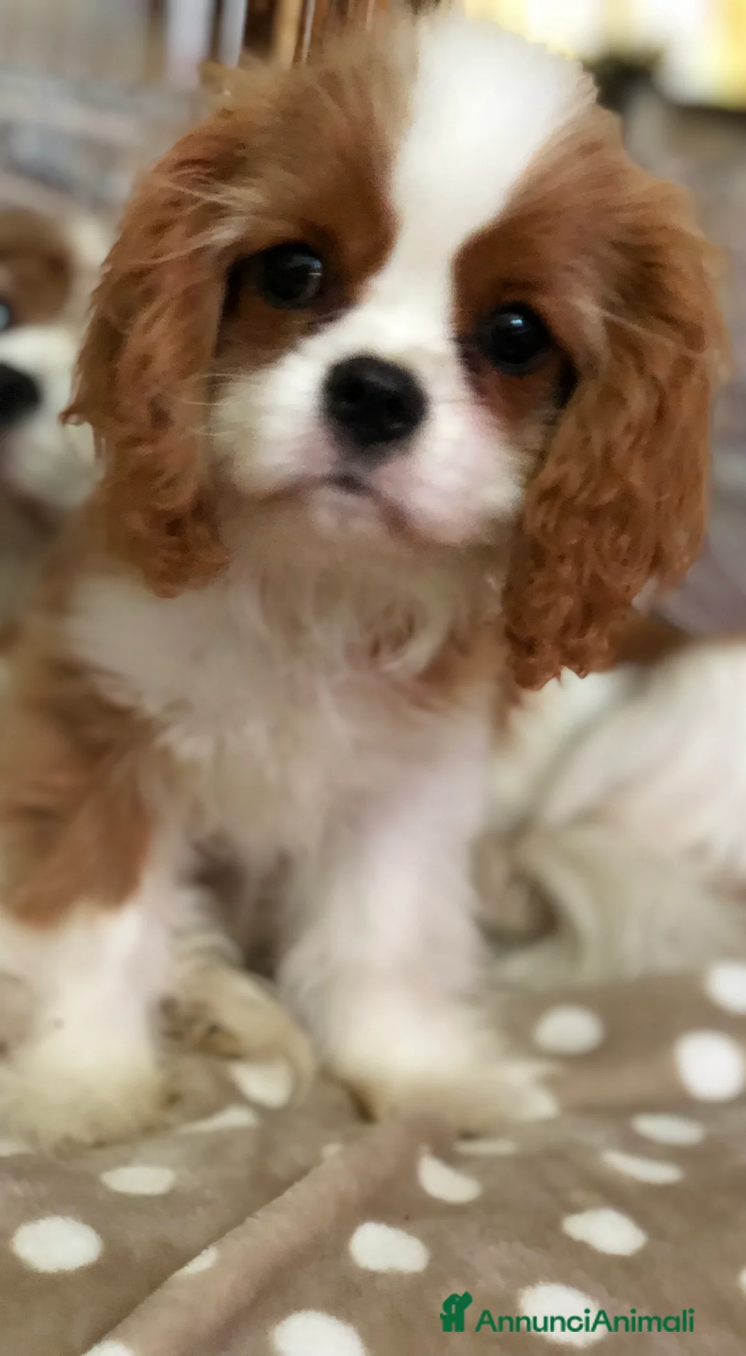 Immagine della galleria {{count}}