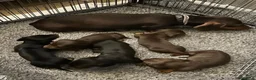 Bassotto cani in vendita: Bassotti nani (Genetica Testata e Acquisto Sicuro) - Annuncio 10
