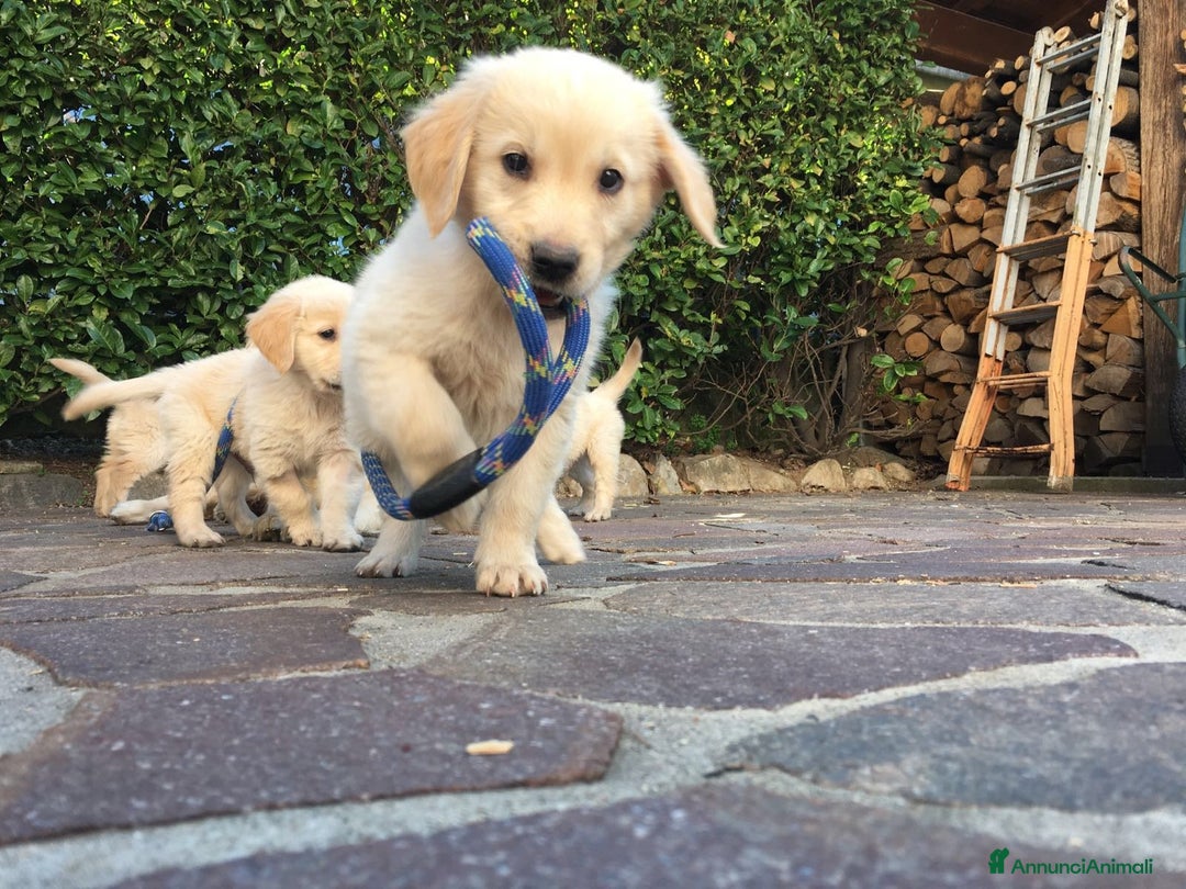 Golden Retriever cani in vendita: Vendesi cuccioli di Golden Retriever  a Provincia di Varese - Immagine 9