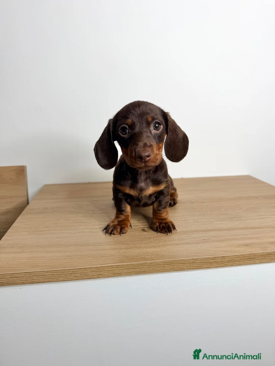 Bassotto cani in vendita: Cucciolo di bassotto ENCI  - Annuncio 2