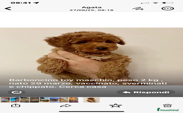 Barboncino Toy cani a Provincia di Como - Annuncio 7