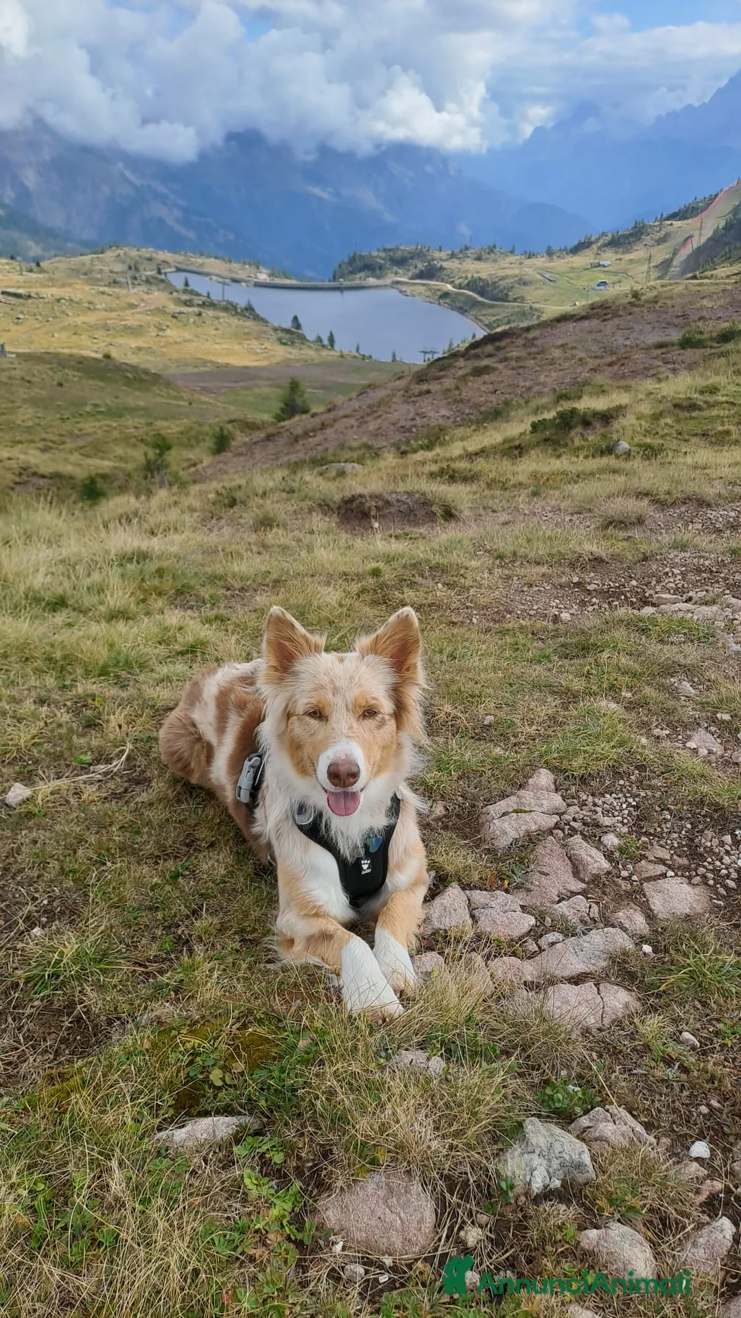 Australian Shepherd cani in vendita: Pastore Australiano red merle, pedigree ENCI - Annuncio 7