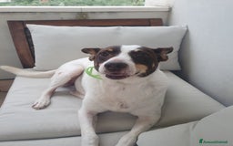 Meticcio cani in regalo: STELLA  a Provincia di Avellino - Immagine 3