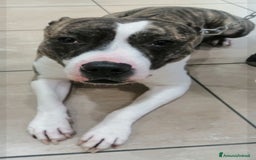 Pitbull cani in regalo: Pitbull 3anni equilibrato,ok bimbi URGENTE GENOVA a Città metropolitana di Milano - Immagine 6