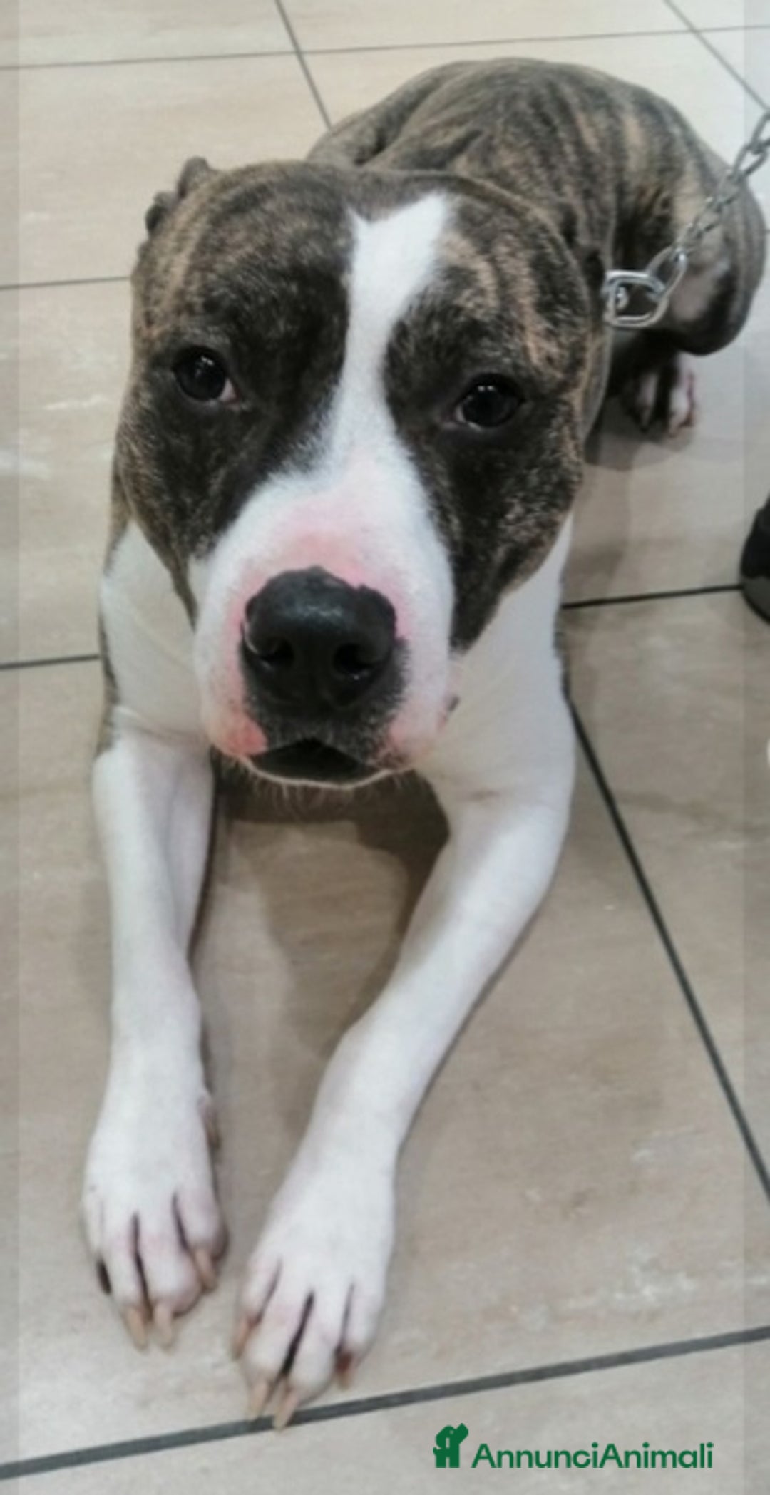 Pitbull cani in regalo: Pitbull 3anni equilibrato,ok bimbi URGENTE GENOVA a Città metropolitana di Milano - Immagine 6