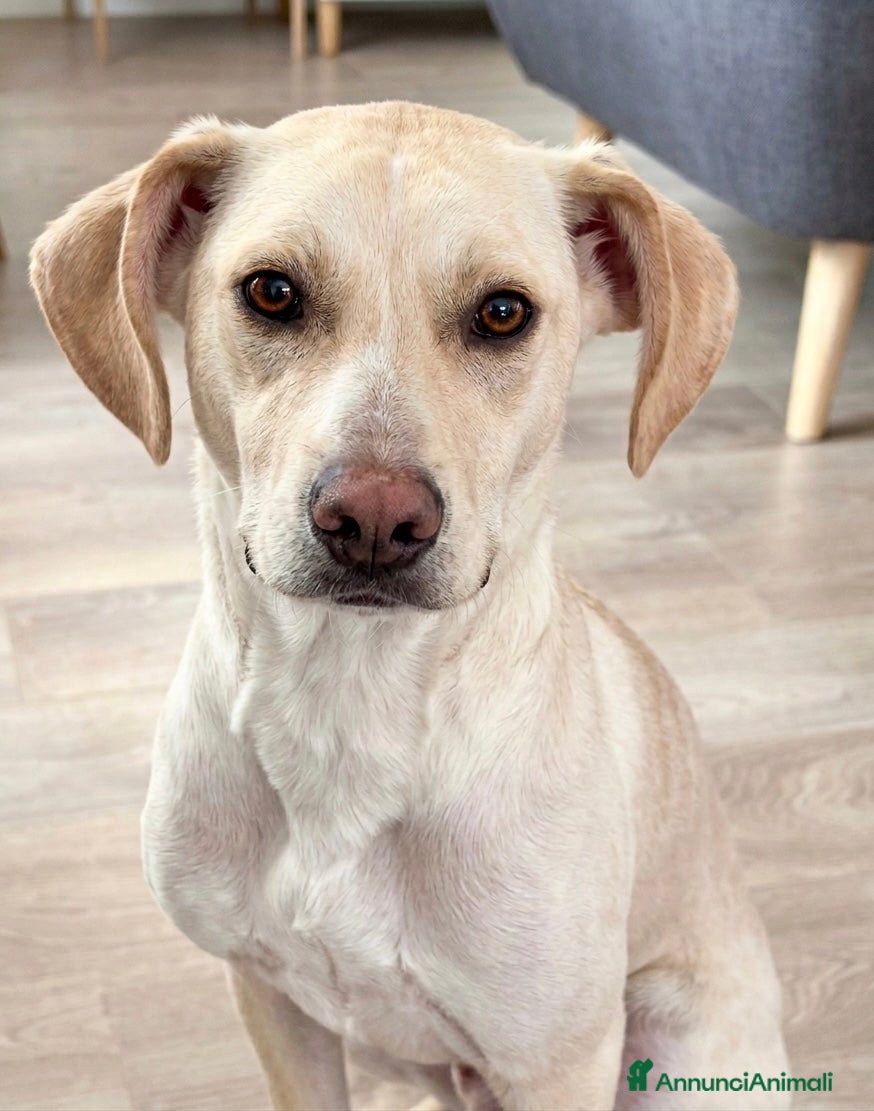 Meticcio cani in regalo: Milo  - Annuncio 1