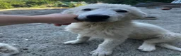 Pastore Abbruzzese Maremmano cani in regalo: Bellissimi cuccioli pastore maremmano  a Provincia di Alessandria - Annuncio 2