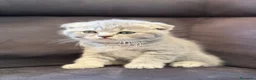 Scottish gatti in vendita: British Scottish - Annuncio 2