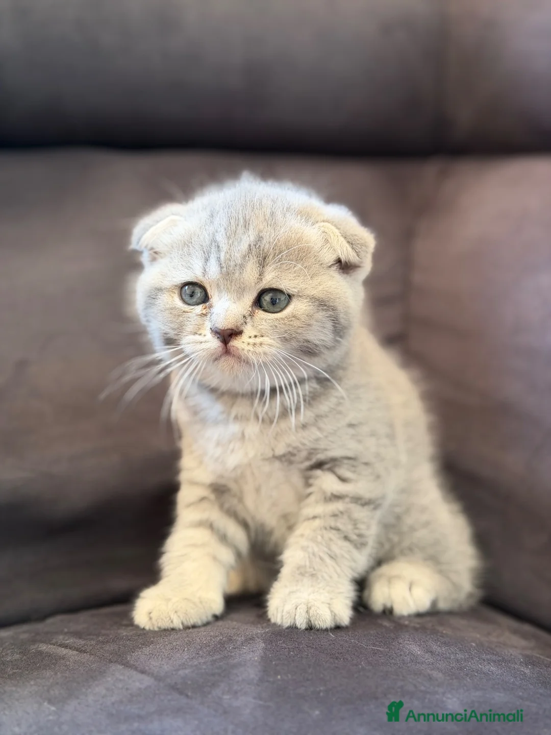Scottish gatti in vendita: British Scottish - Annuncio 2