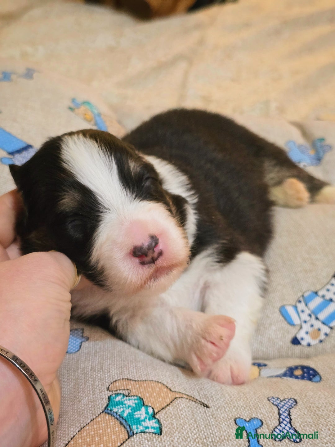 Australian Shepherd cani in vendita: Cucciole di pastore australiano con pedigree ENCI - Annuncio 5