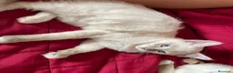 Ragdoll gatti in vendita: Gatto ragdoll - Annuncio 11