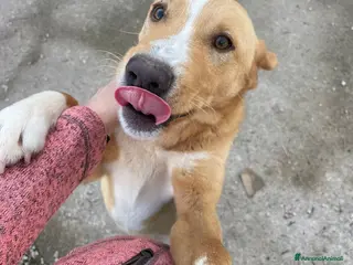 Meticcio cani MI ADOTTI? - Annuncio 3