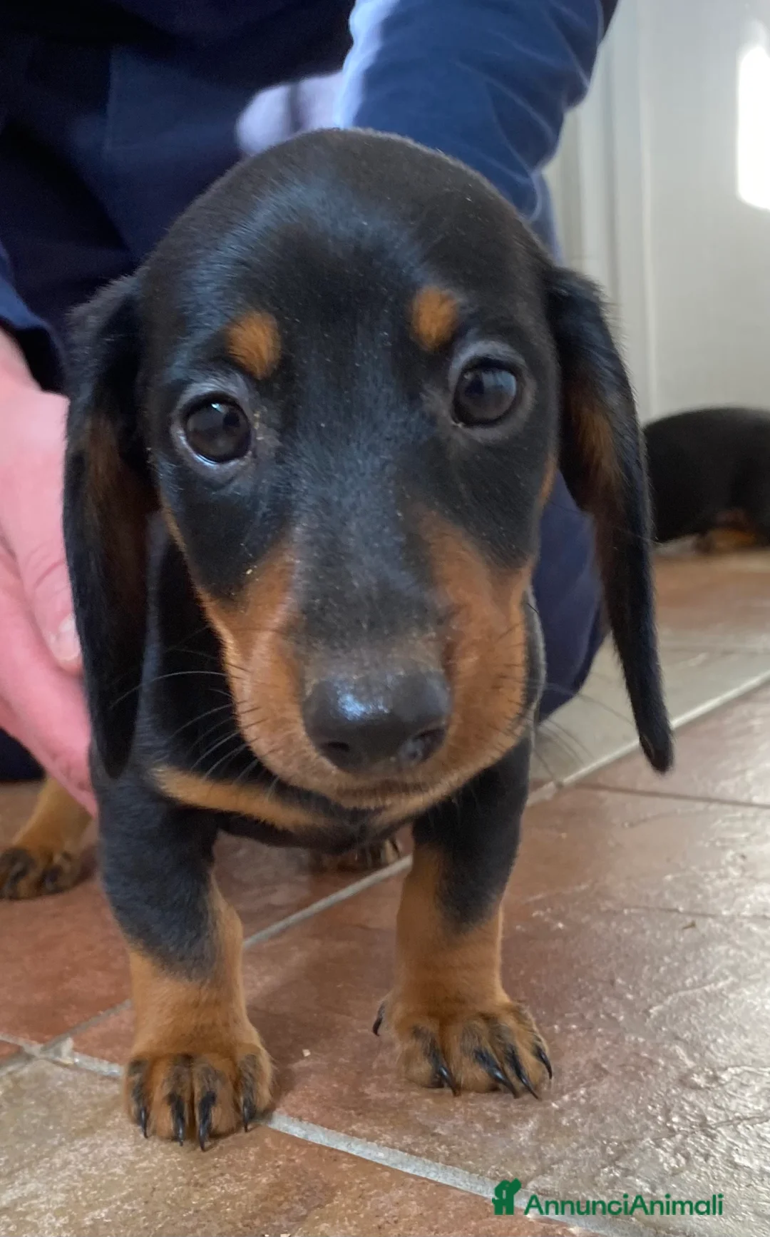 Bassotto cani in vendita: Bassotto nano tedesco a Città Metropolitana di Torino - Annuncio 2