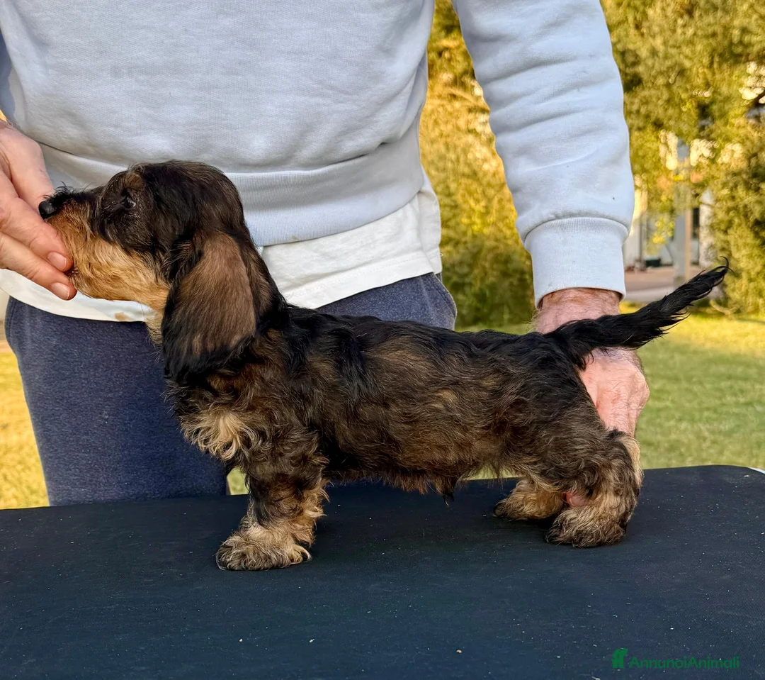 Bassotto Nano cani in vendita: Bassotti Nani Pelo Duro - Figli di Campioni - Annuncio 7