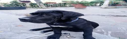 Cane Corso cani in vendita: Cucciola di cane corso - Annuncio 2