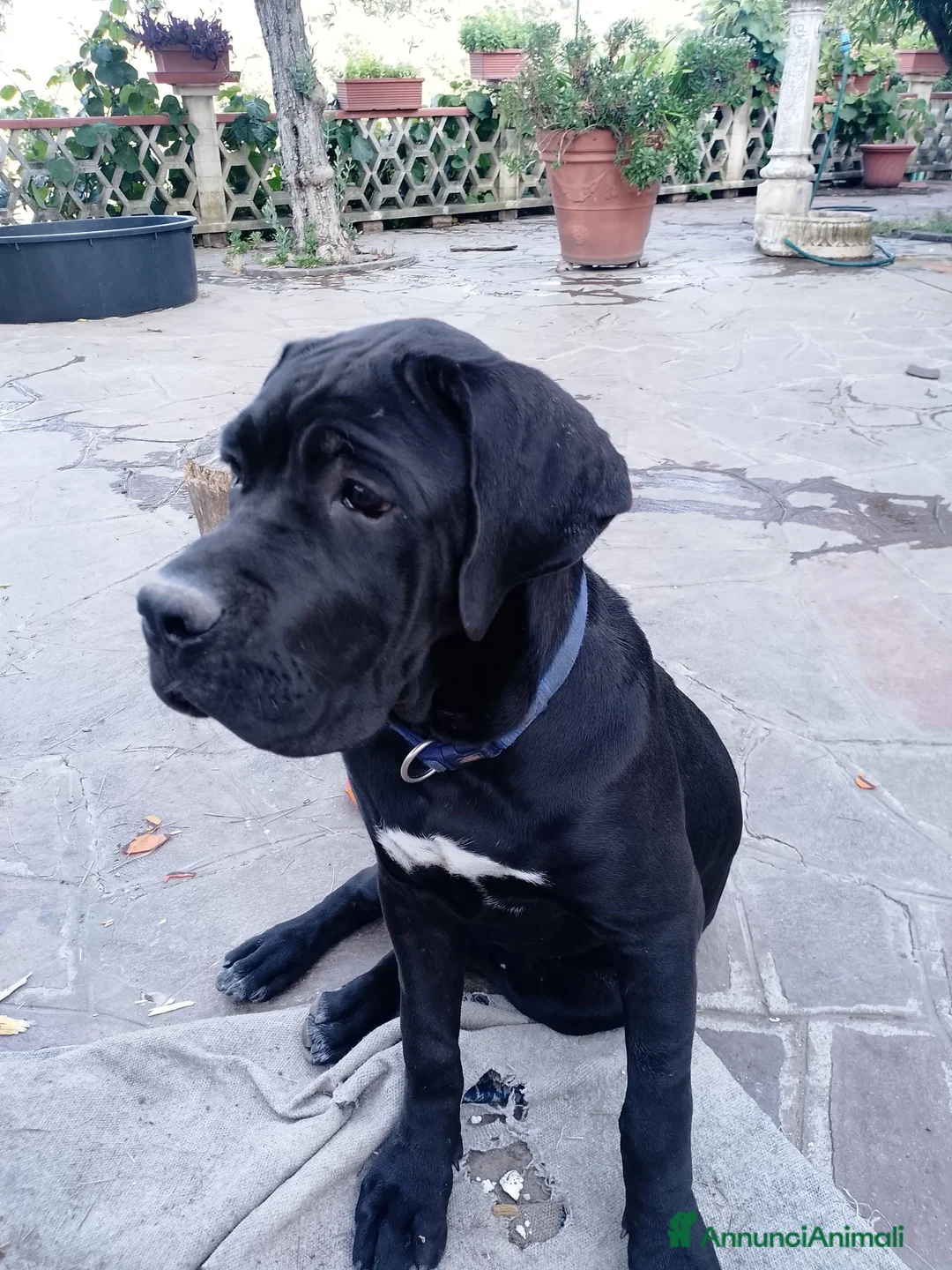 Cane Corso cani in vendita: Cucciola di cane corso - Annuncio 2