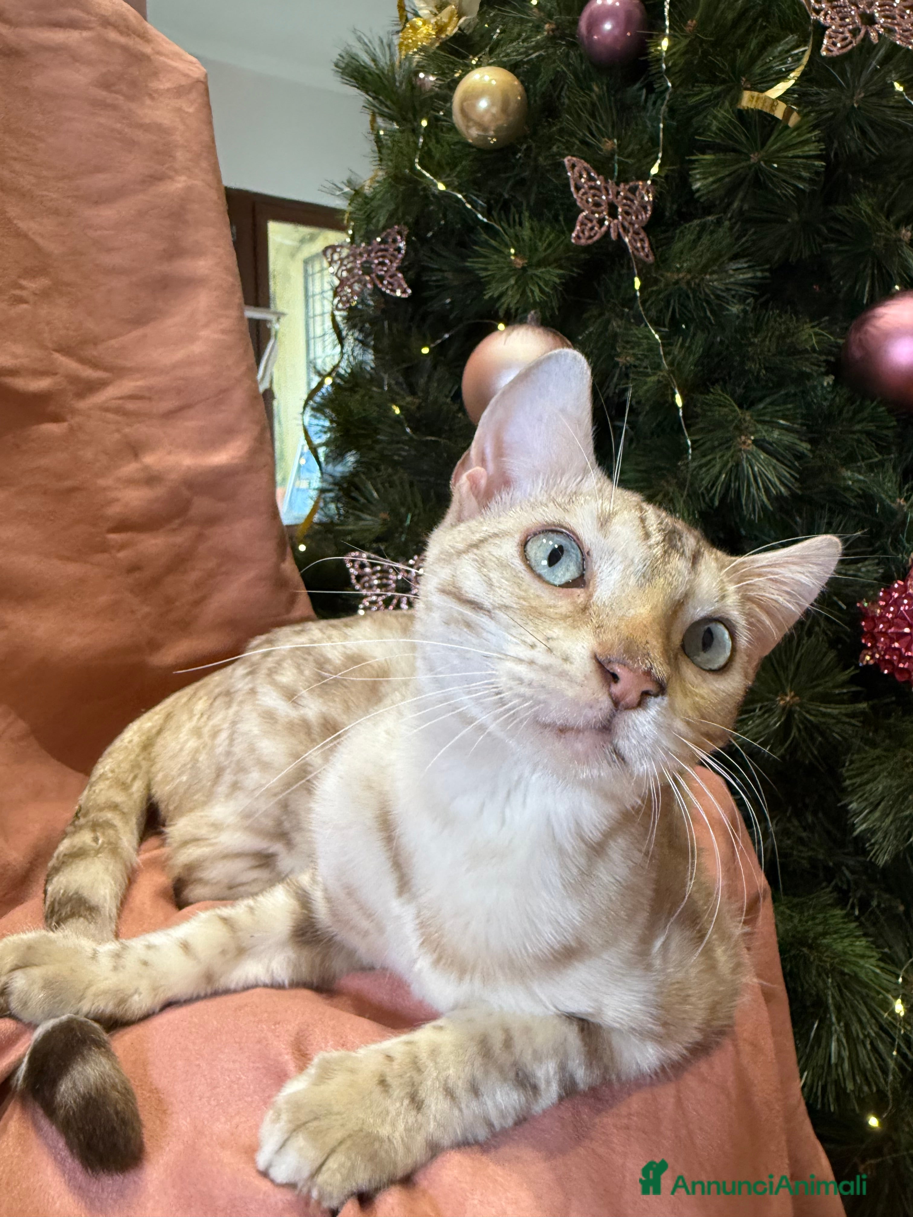 Bengala gatti Gattino bengala snow mink  - Annuncio 2