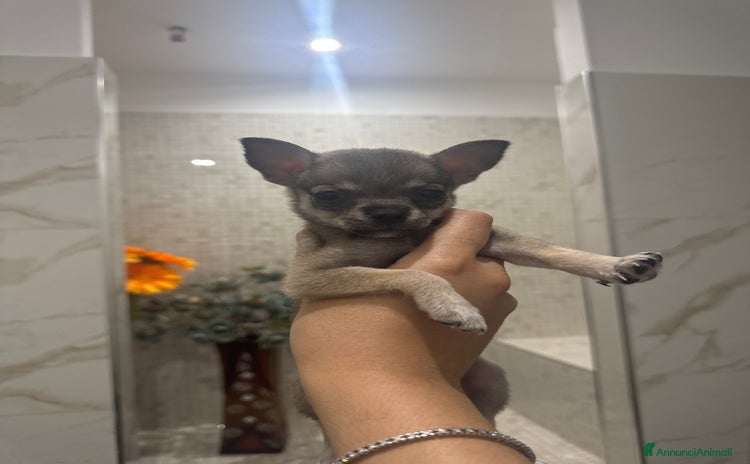 Chihuahua cani a Città metropolitana di Roma Capitale - Annuncio 5